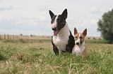 BULL TERRIER MINIATURE 053